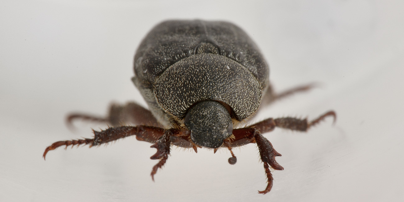 Hoplia brunnipes anche lei?   S !